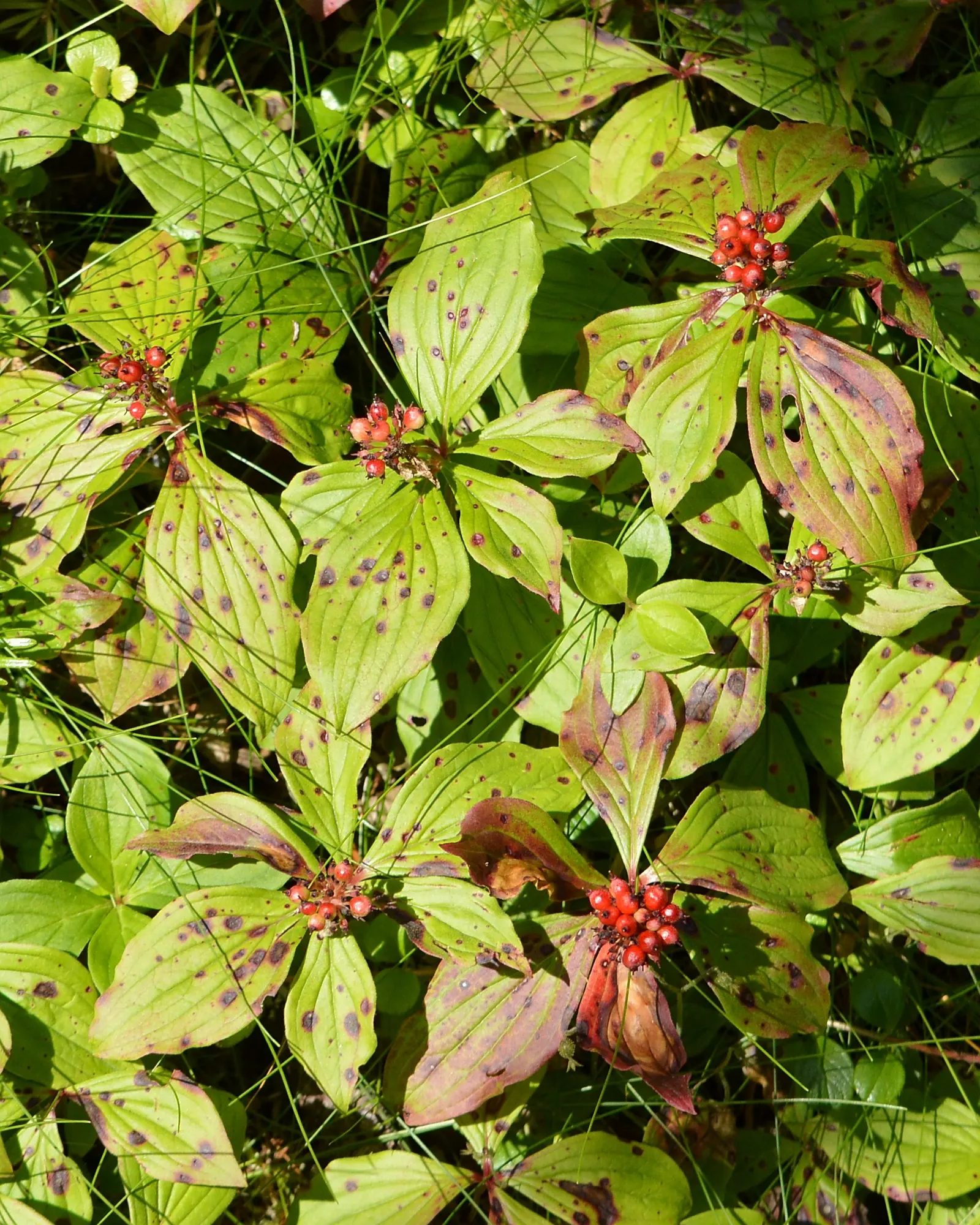 Bunchberry (Cornus Canadensis) — A native to northern temperate and boreal forests, it thrives under the dappled shade of woodland settings; ground cover /