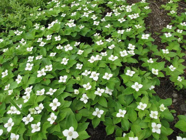 Bunchberry (Cornus Canadensis) — white flowers in the garden