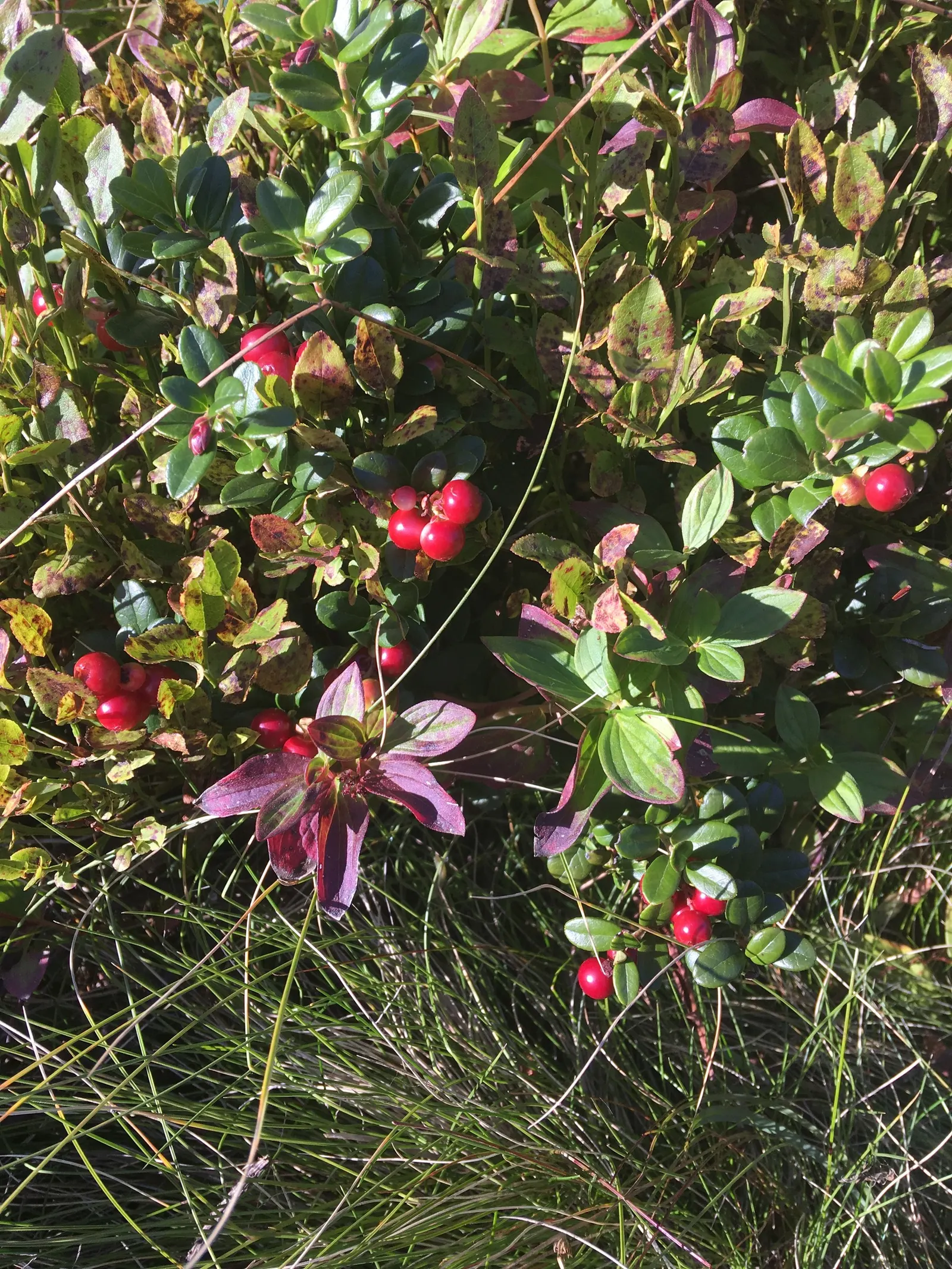 Bunchberry (Cornus Canadensis) — verdant foliage.<br><br>The plant's leaves are arranged in a whorled pattern; white flowers in the garden, image 102