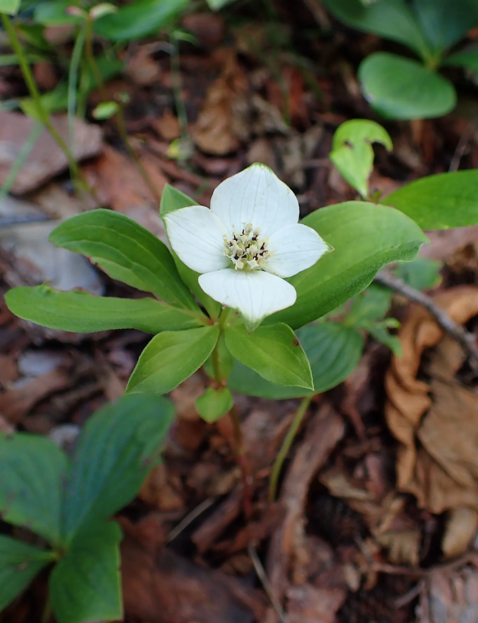 Bunchberry (Cornus Canadensis) — each approximately 1/4 to 3/8 inch in diameter; this North American native features striking white flowers in late, image 129