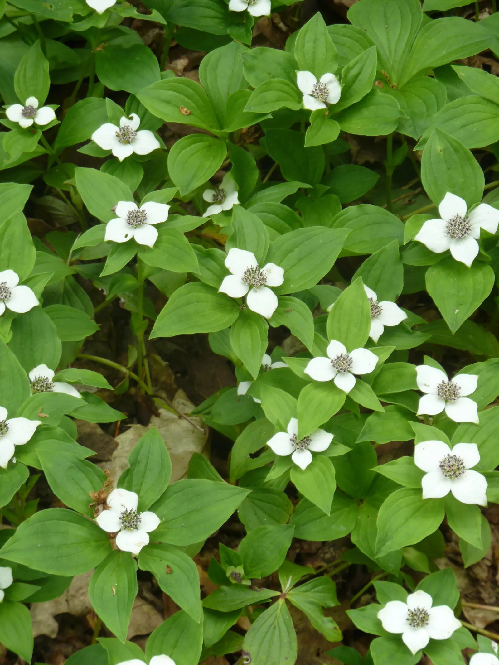 Bunchberry (Cornus Canadensis) — It thrives in cool, moist, acidic soil, and prefers partial to full shade; with four to six leaves creating a, image 71