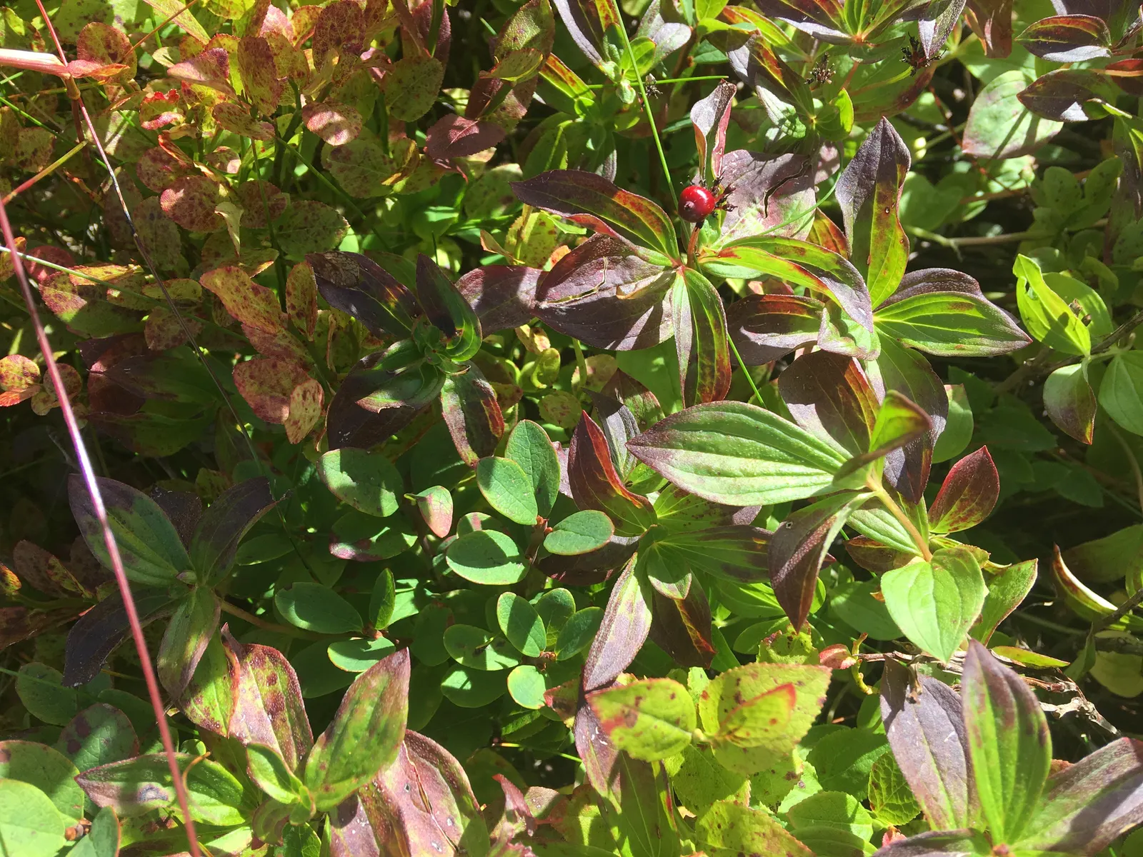 Bunchberry (Cornus Canadensis) — These blooms mature into striking clusters of bright red berries by late summer