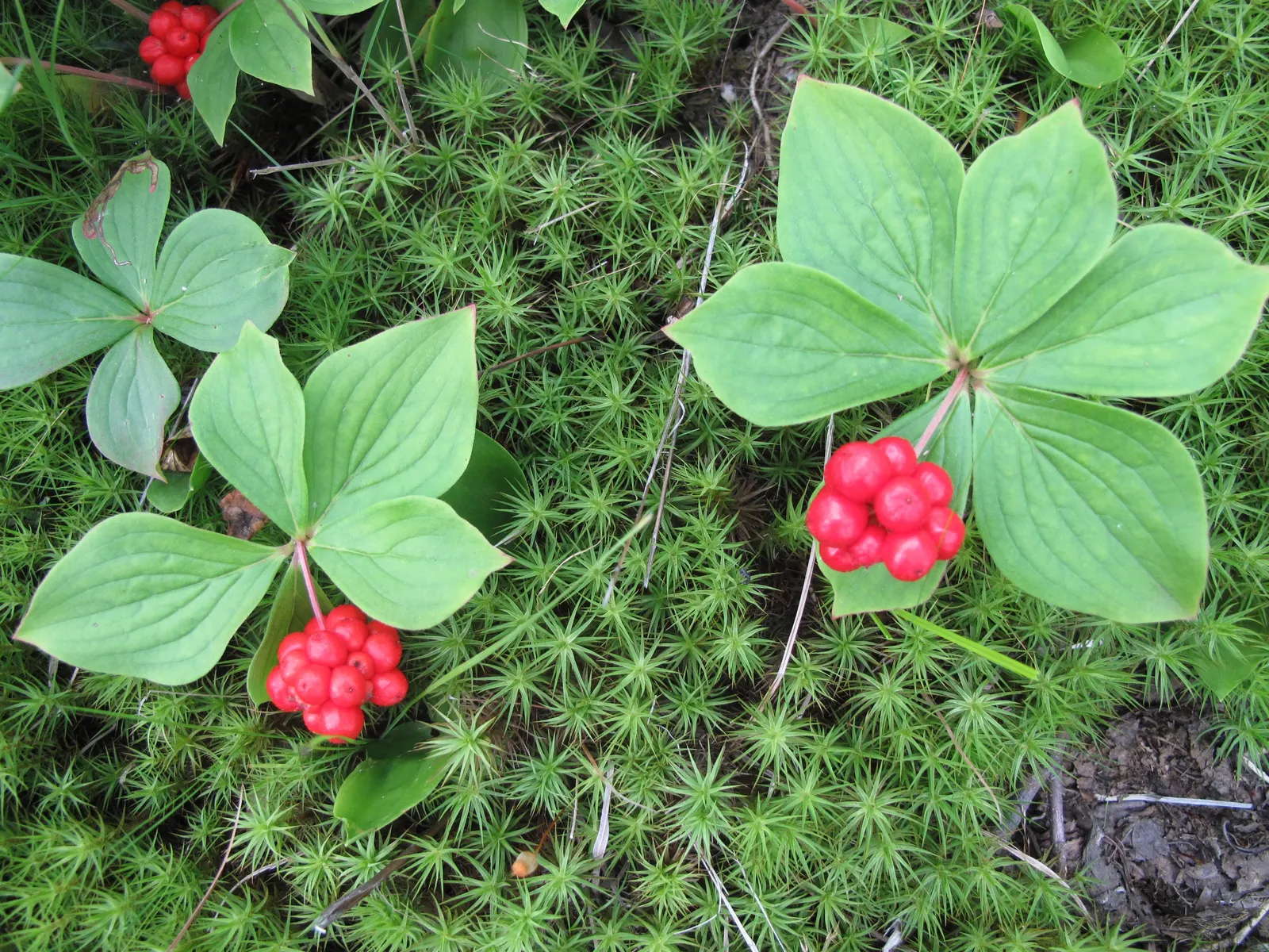 Bunchberry (Cornus Canadensis) — The Bunchberry, or Cornus canadensis, is an enchanting ground cover plant that belongs to the Cornaceae family, image 98