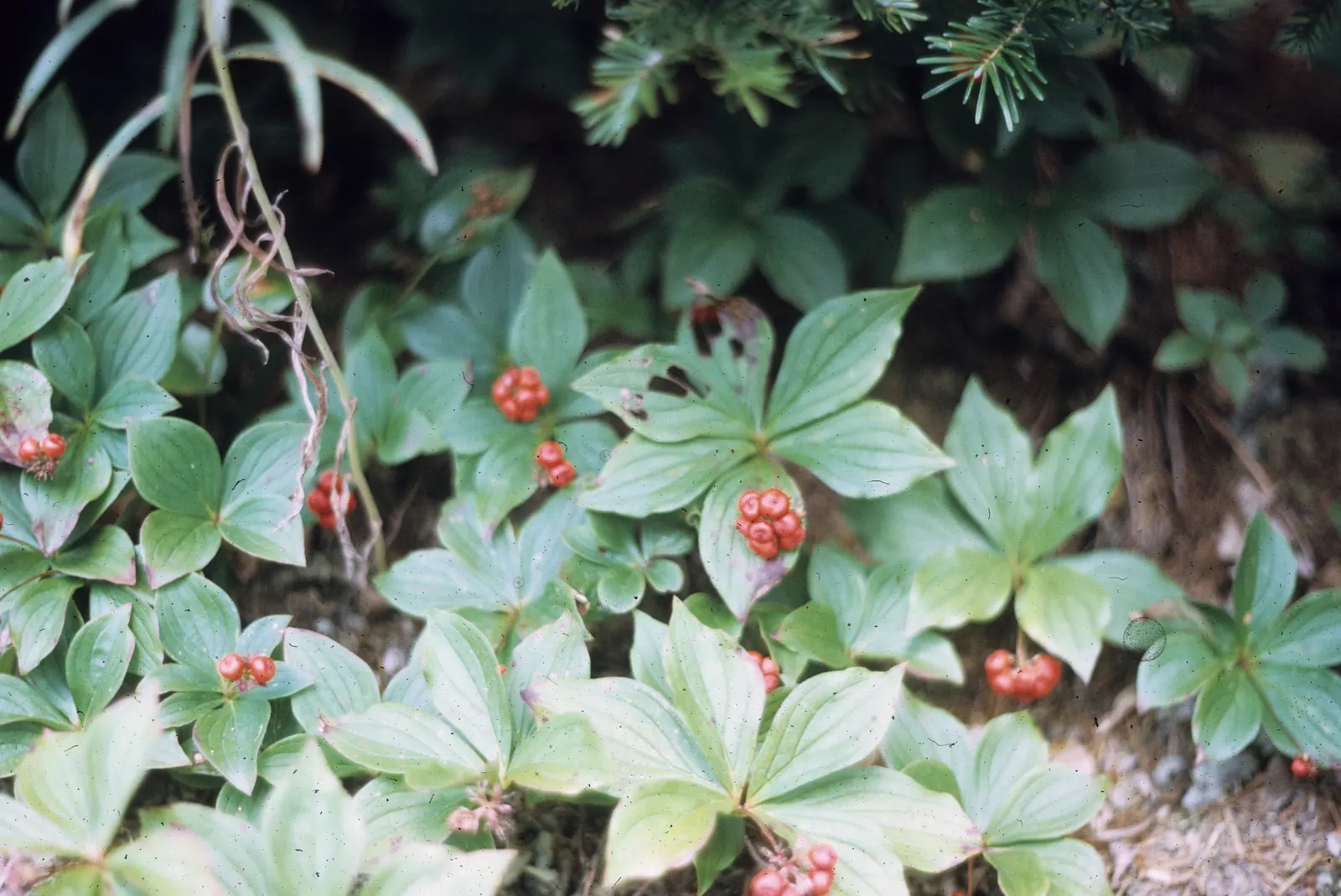 Bunchberry (Cornus Canadensis) — adding seasonal interest to shade gardens or naturalized woodland settings; spreading through rhizomes to form a, image 51