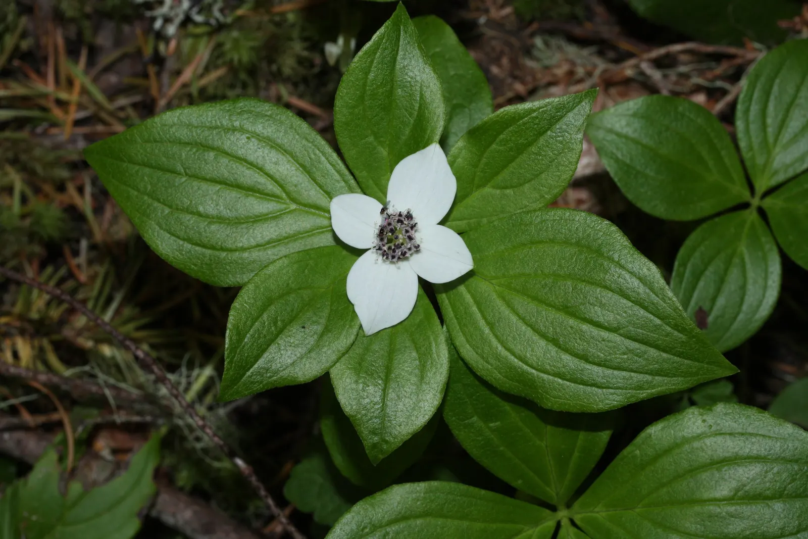 Bunchberry (Cornus Canadensis) — This North American native features striking white flowers in late spring and red berries in summer; this plant's creeping