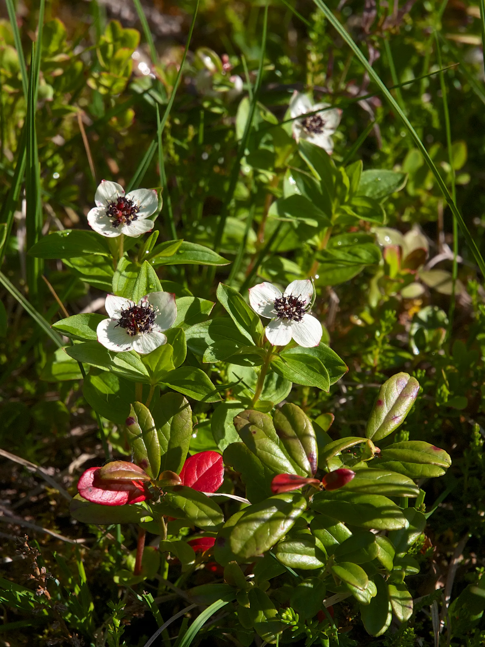 Bunchberry (Cornus Canadensis) — showy white bracts - often mistaken for petals - that are 1 to 2 inches across, image 127