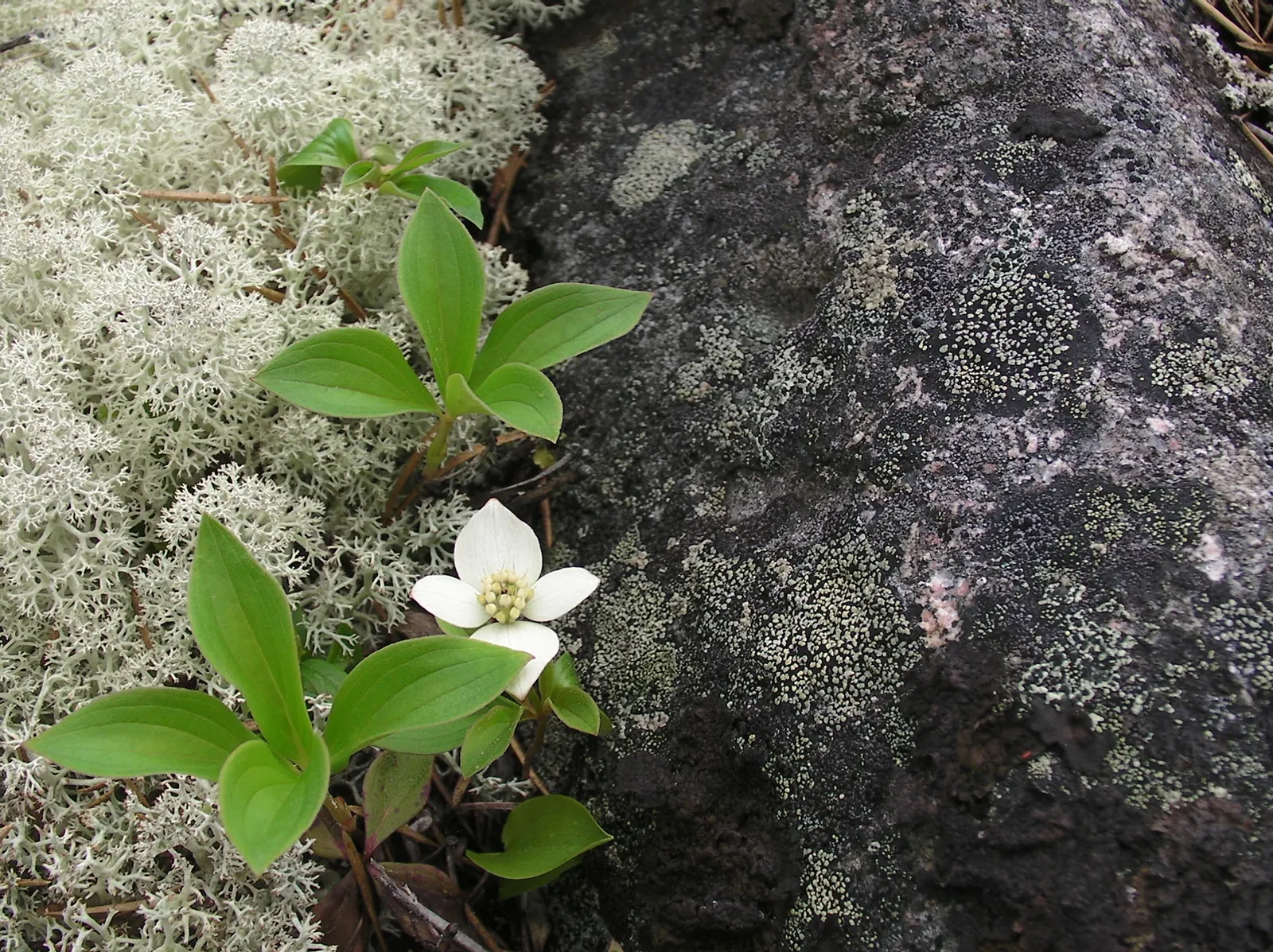 Bunchberry (Cornus Canadensis) — well-drained soil with an acidic to neutral pH; tolerant of cold climates, it grows optimally in USDA hardiness, image 177