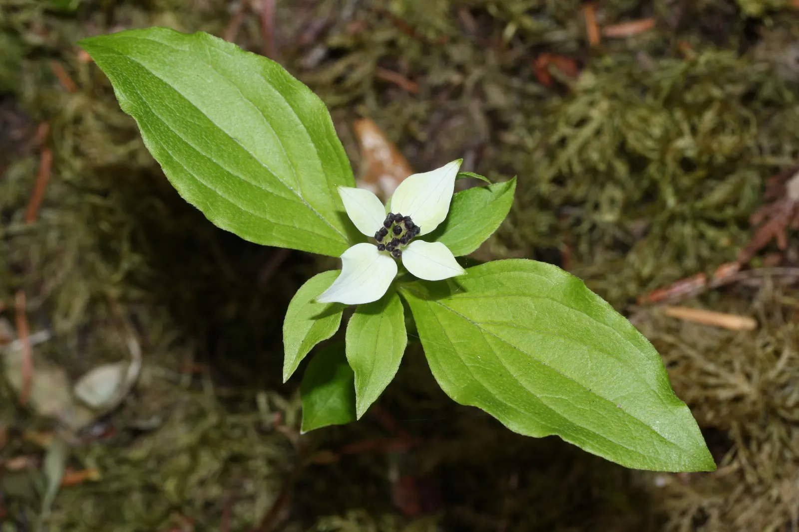 Bunchberry (Cornus Canadensis) — This plant's creeping habit and variegated seasonal interest make it an ideal choice for edgings; this diminutive, image 133
