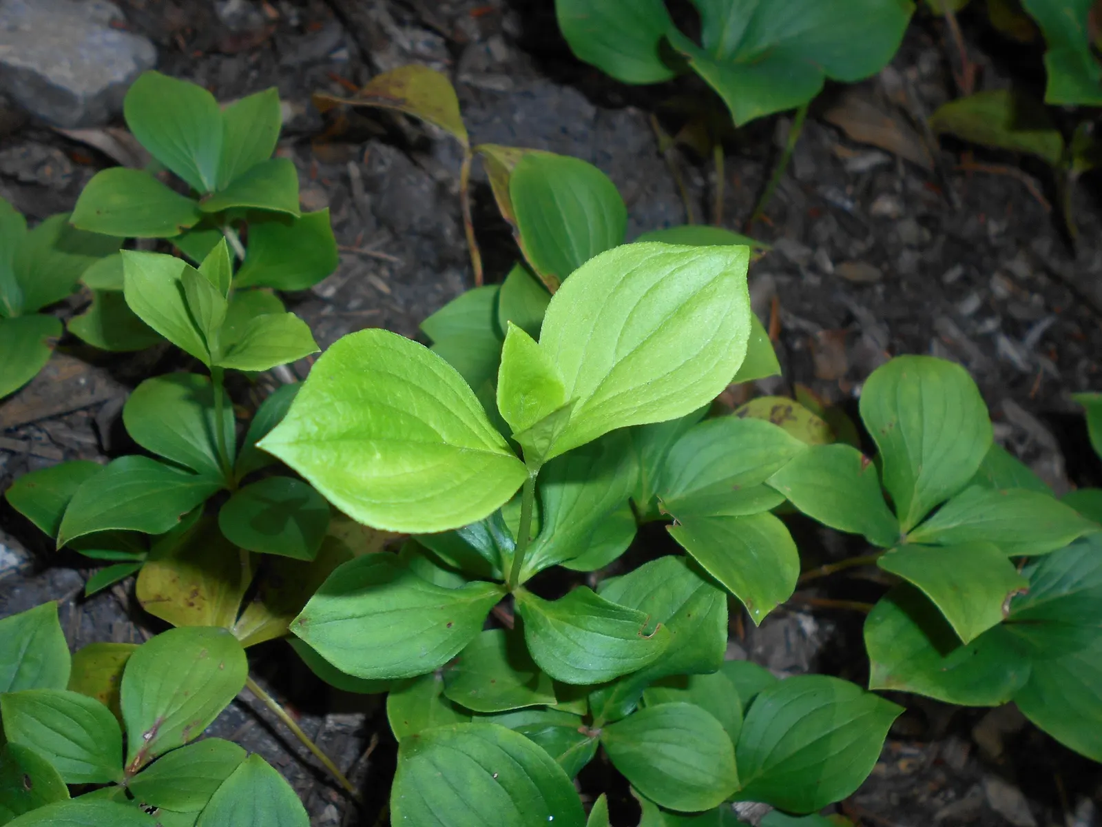 Bunchberry (Cornus Canadensis) — well-drained soil with an acidic to neutral pH; tolerant of cold climates, it grows optimally in USDA hardiness, image 154