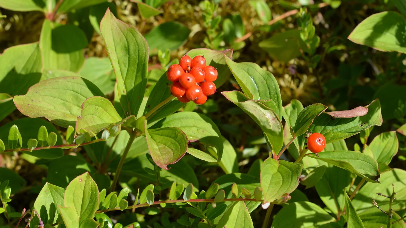 Bunchberry (Cornus Canadensis) — well-drained soil with an acidic to neutral pH; tolerant of cold climates, it grows optimally in USDA hardiness, image 85