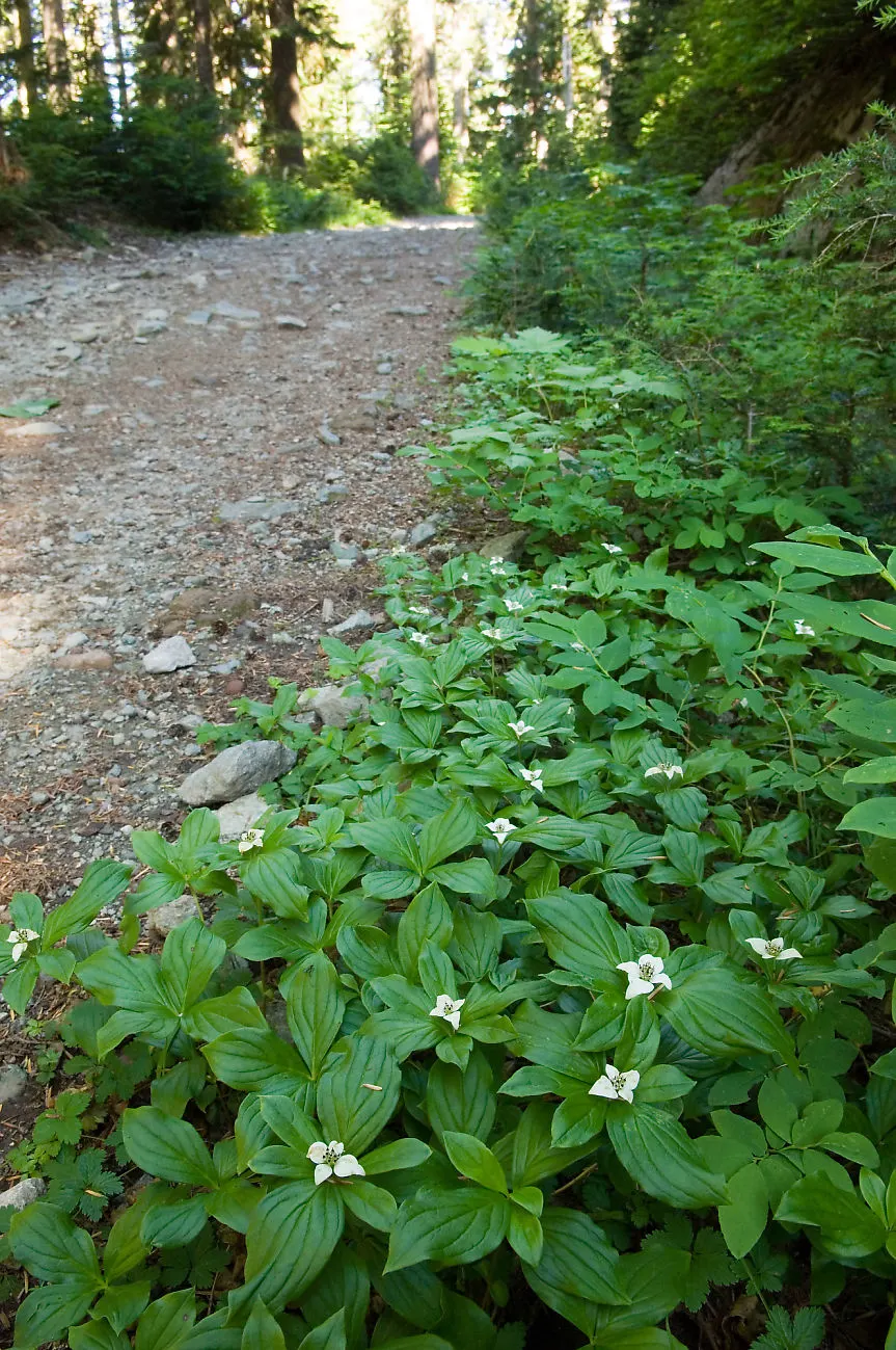 Bunchberry (Cornus Canadensis) — These blooms mature into striking clusters of bright red berries by late summer; offering a year-round visual, image 174