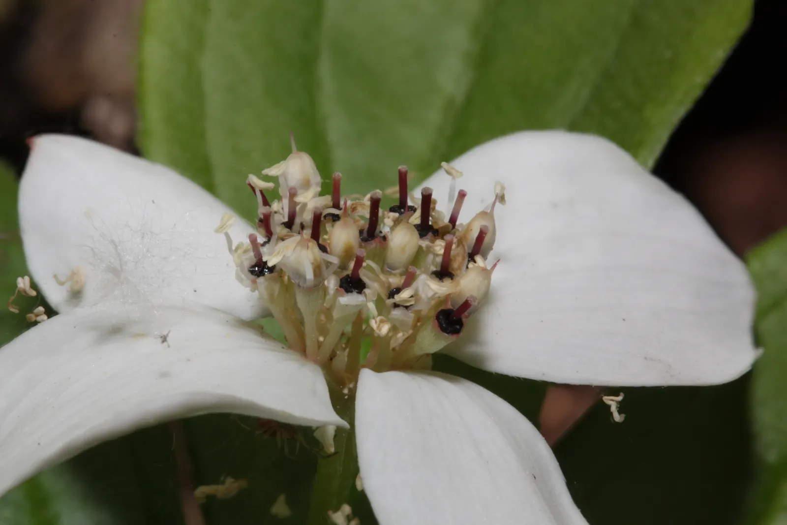 Bunchberry (Cornus Canadensis) — Its green foliage turns a vibrant red in fall; it thrives in cool, moist, acidic soil, and prefers partial to full shade