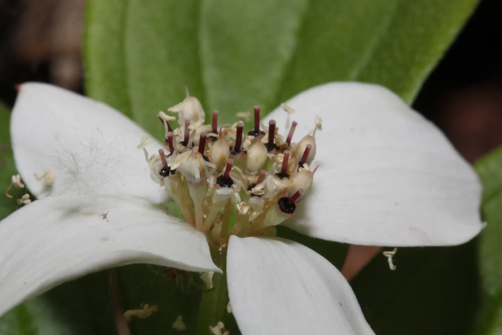 Bunchberry (Cornus Canadensis) — with four to six leaves creating a collar around a central stem; adding seasonal interest to shade gardens or, image 103