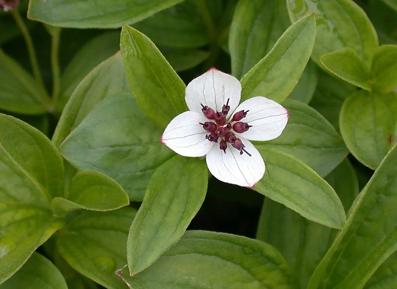 Bunchberry (Cornus Canadensis) — ground cover / shrub with white blooms; these blooms mature into striking clusters of bright red berries by late summer