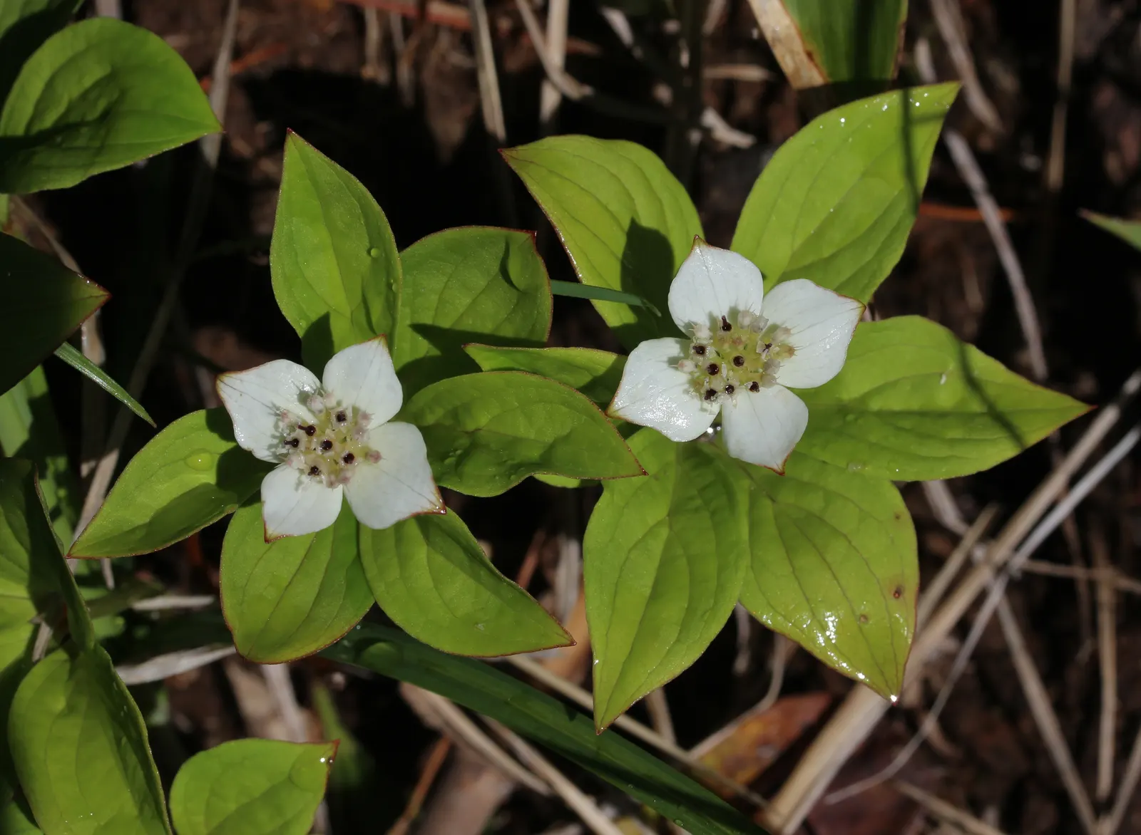 Bunchberry (Cornus Canadensis) — Its green foliage turns a vibrant red in fall; it thrives in cool, moist, acidic soil, and prefers partial to full, image 96