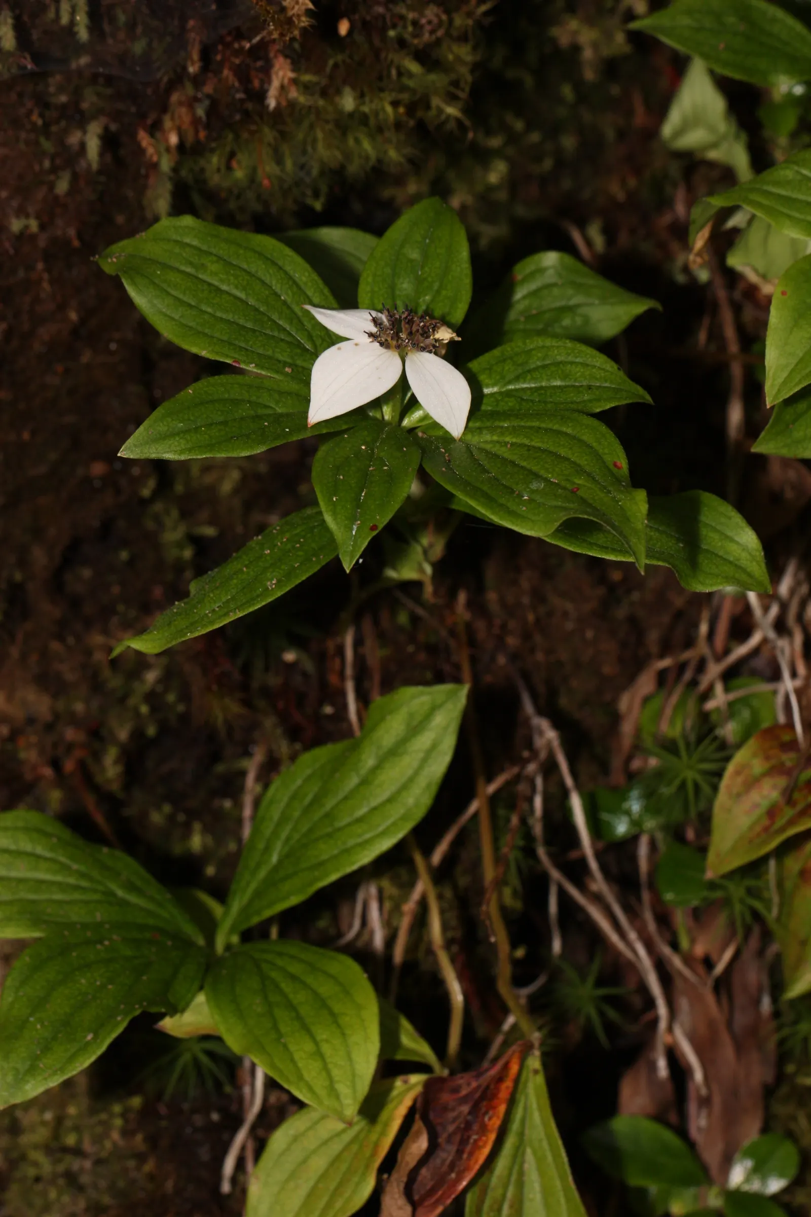 Bunchberry (Cornus Canadensis) — providing an enduring and ever-changing beauty; ground cover / shrub with white blooms, image 89