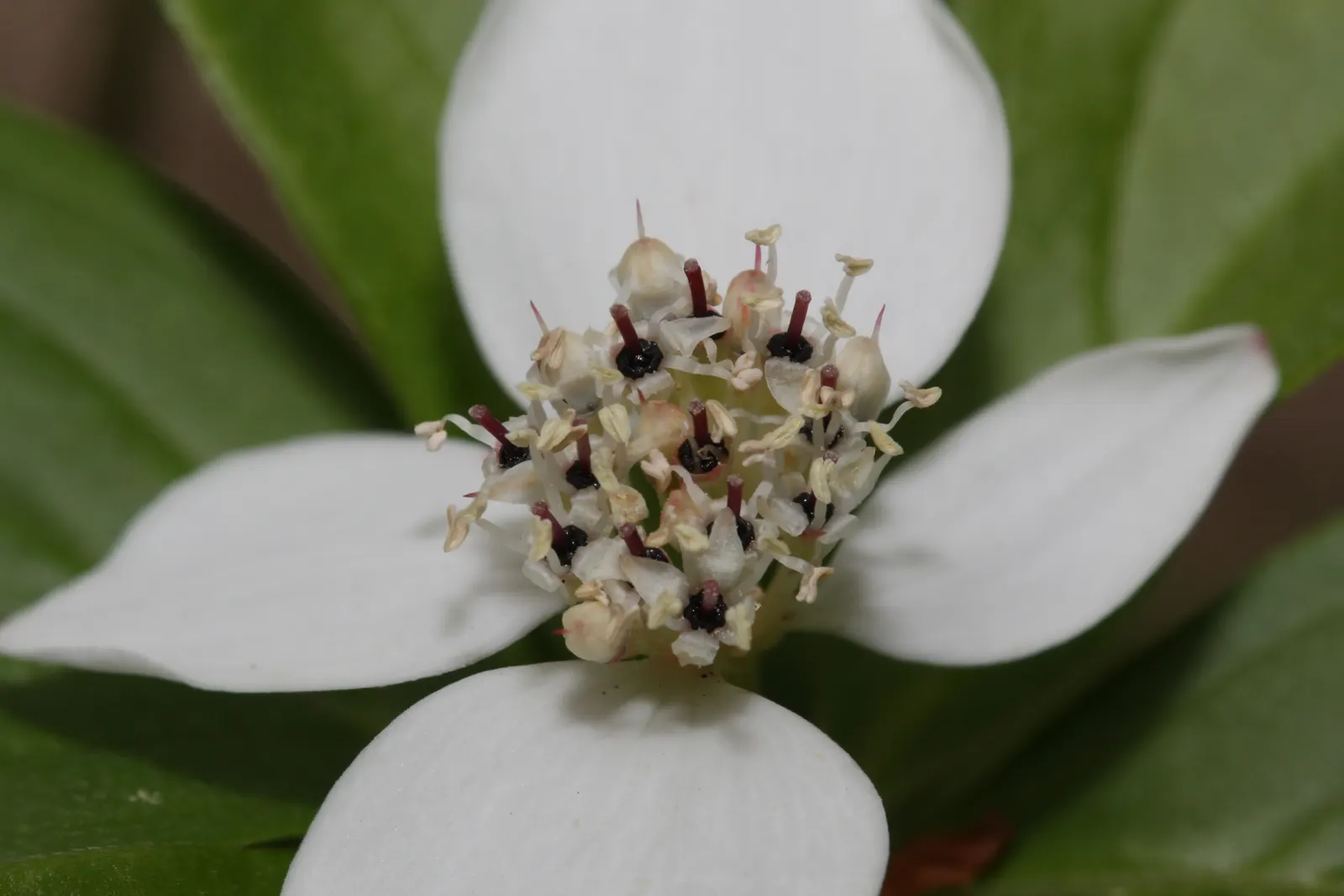 Bunchberry (Cornus Canadensis) — Tolerant of cold climates, it grows optimally in USDA hardiness zones 2 to 6; cornus canadensis, or Bunchberry, is, image 109