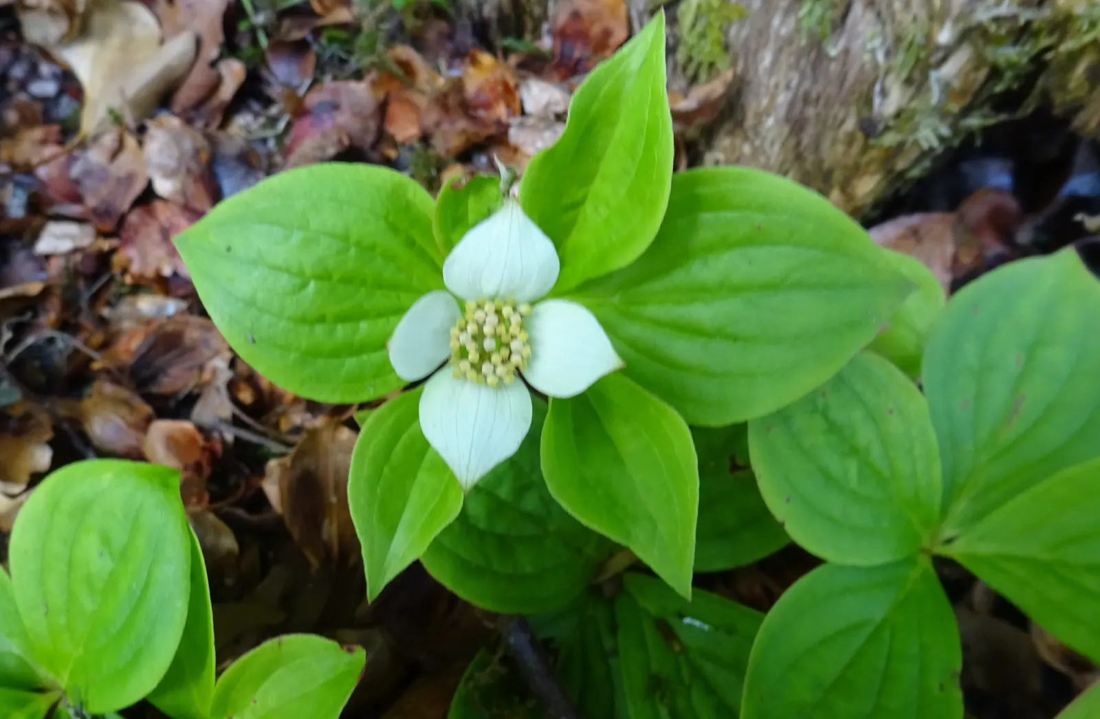 Bunchberry (Cornus Canadensis) — The Bunchberry, or Cornus canadensis, is an enchanting ground cover plant that belongs to the Cornaceae family, image 52