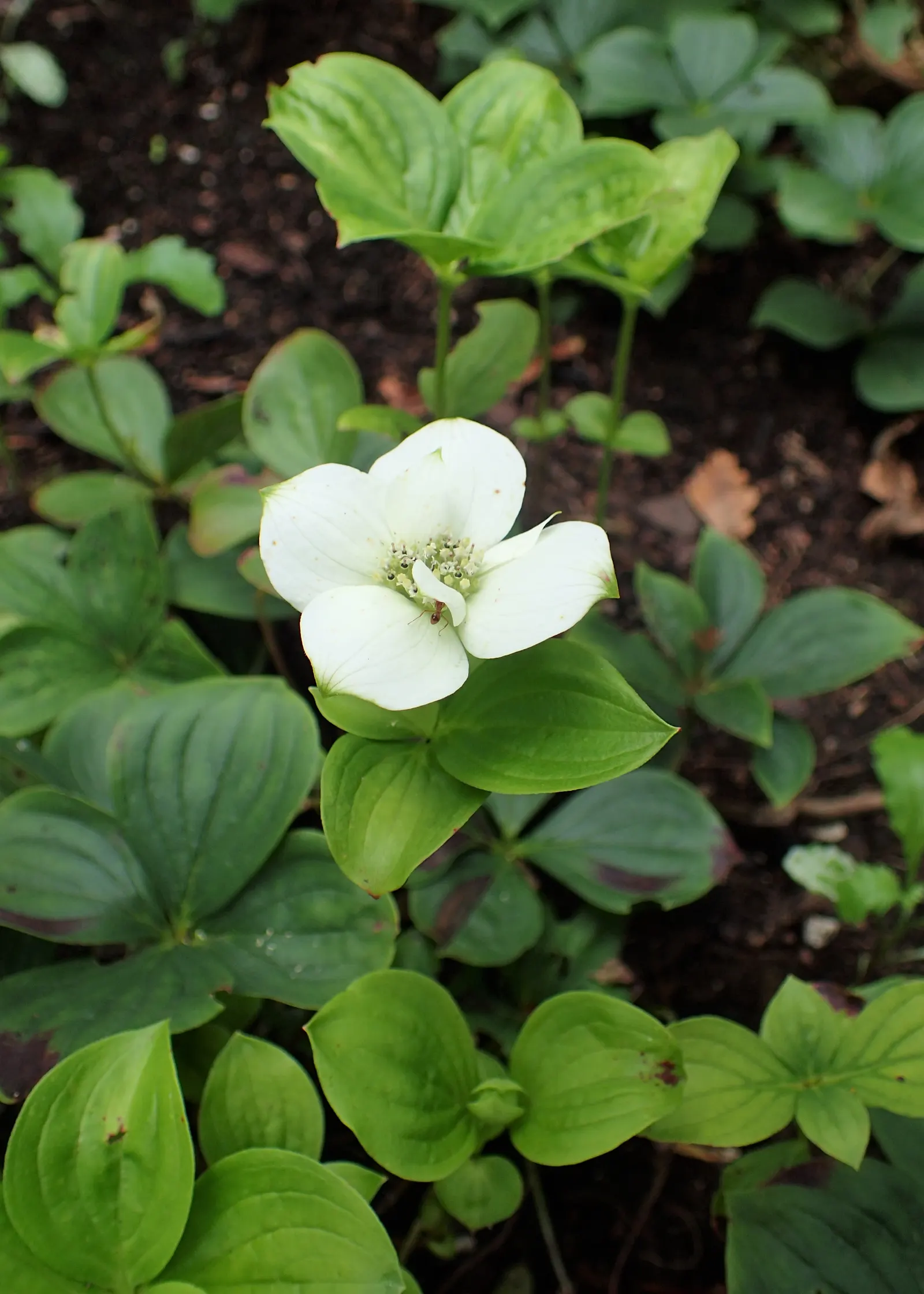 Bunchberry (Cornus Canadensis) — spreading through rhizomes to form a carpet of lush; each approximately 1/4 to 3/8 inch in diameter, image 124