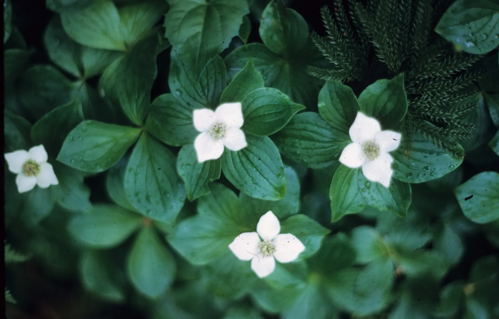 Bunchberry (Cornus Canadensis) — with four to six leaves creating a collar around a central stem; adding seasonal interest to shade gardens or, image 57