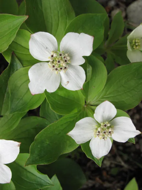 Bunchberry (Cornus Canadensis) — ground cover / shrub with white blooms