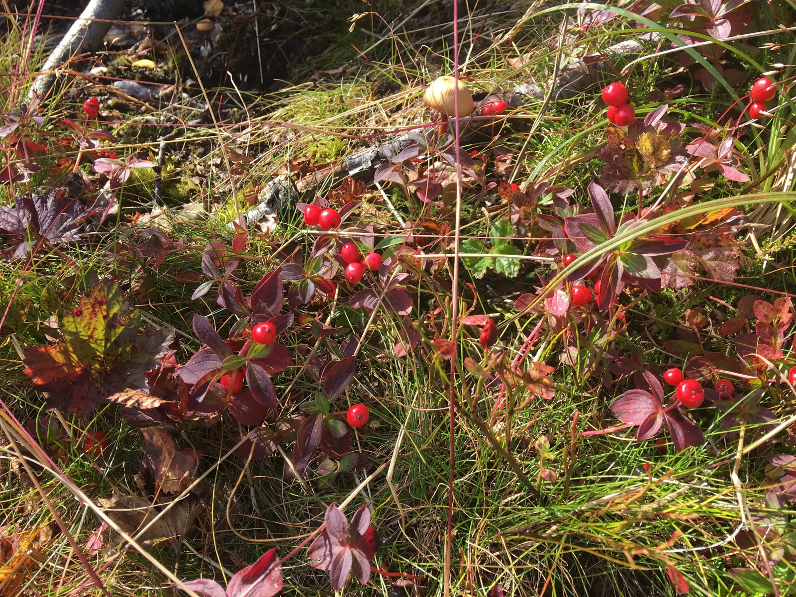 Bunchberry (Cornus Canadensis) — showy white bracts - often mistaken for petals - that are 1 to 2 inches across, image 35
