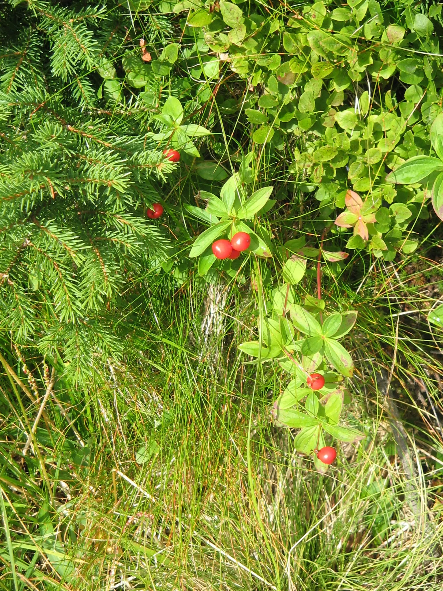 Bunchberry (Cornus Canadensis) — This diminutive dynamo typically reaches a modest height of 4 to 8 inches; a native to northern temperate and, image 146