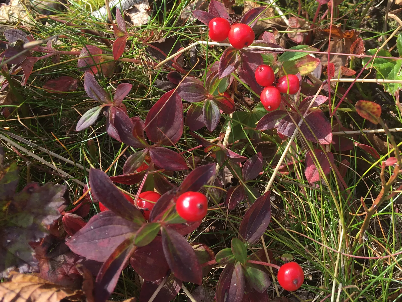 Bunchberry (Cornus Canadensis) — This North American native features striking white flowers in late spring and red berries in summer