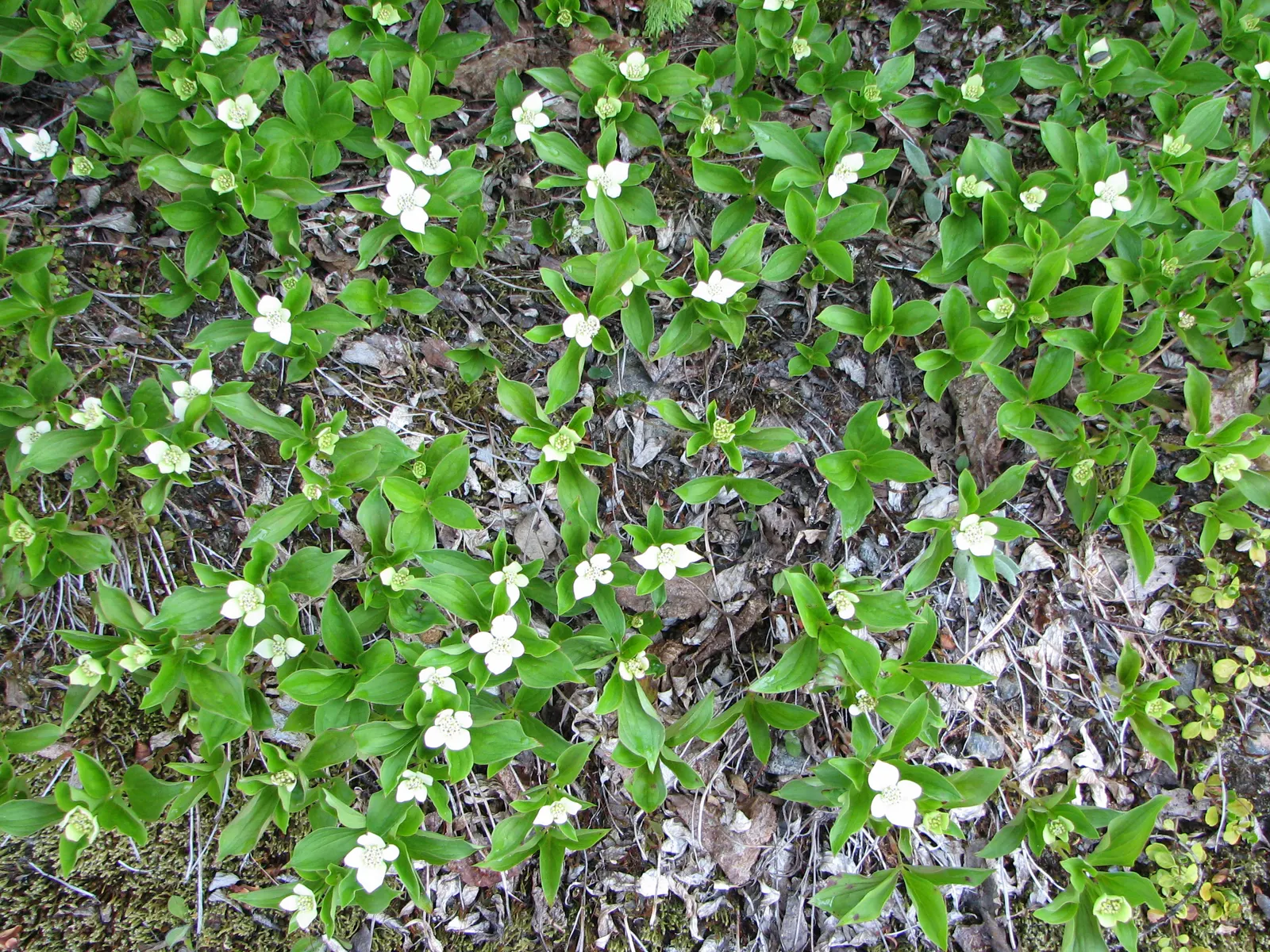 Bunchberry (Cornus Canadensis) — Cornus canadensis, or Bunchberry, is a low-growing, herbaceous perennial reaching 4 to 8 inches in height; its, image 70