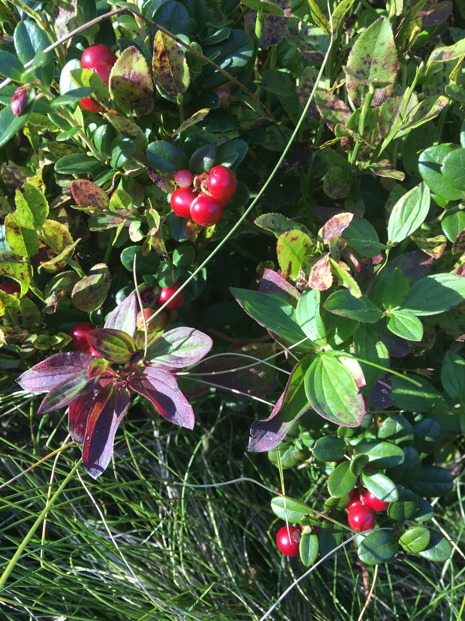 Bunchberry (Cornus Canadensis) — offering a year-round visual appeal with minimal maintenance; providing a feast for various bird, image 88