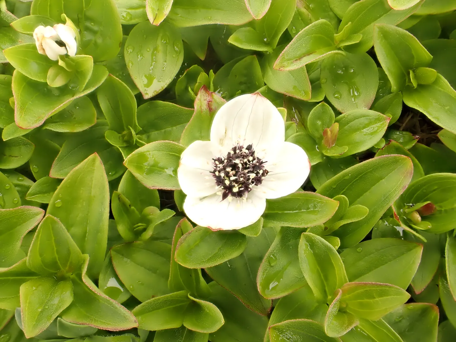 Bunchberry (Cornus Canadensis) — Tolerant of cold climates, it grows optimally in USDA hardiness zones 2 to 6