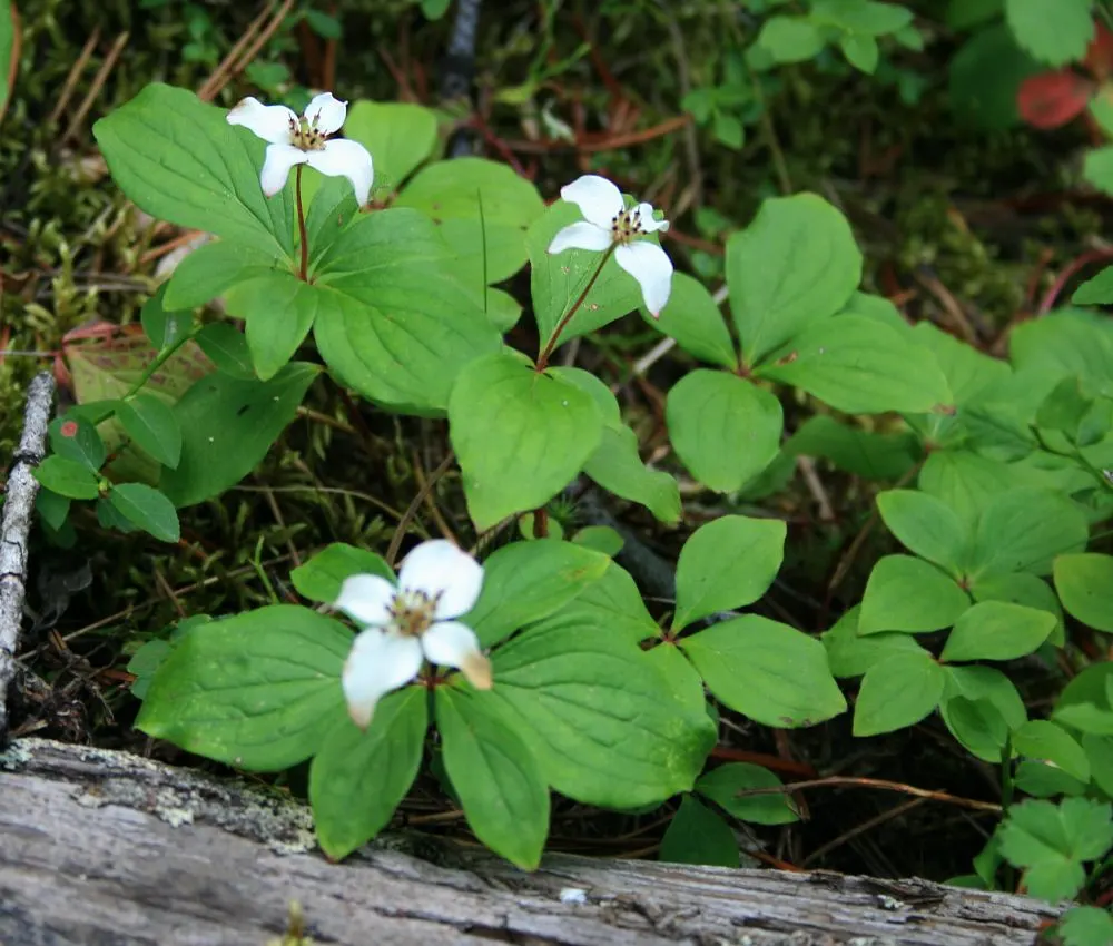 Bunchberry (Cornus Canadensis) — ground cover / shrub for half or shade; providing an enduring and ever-changing beauty, image 115