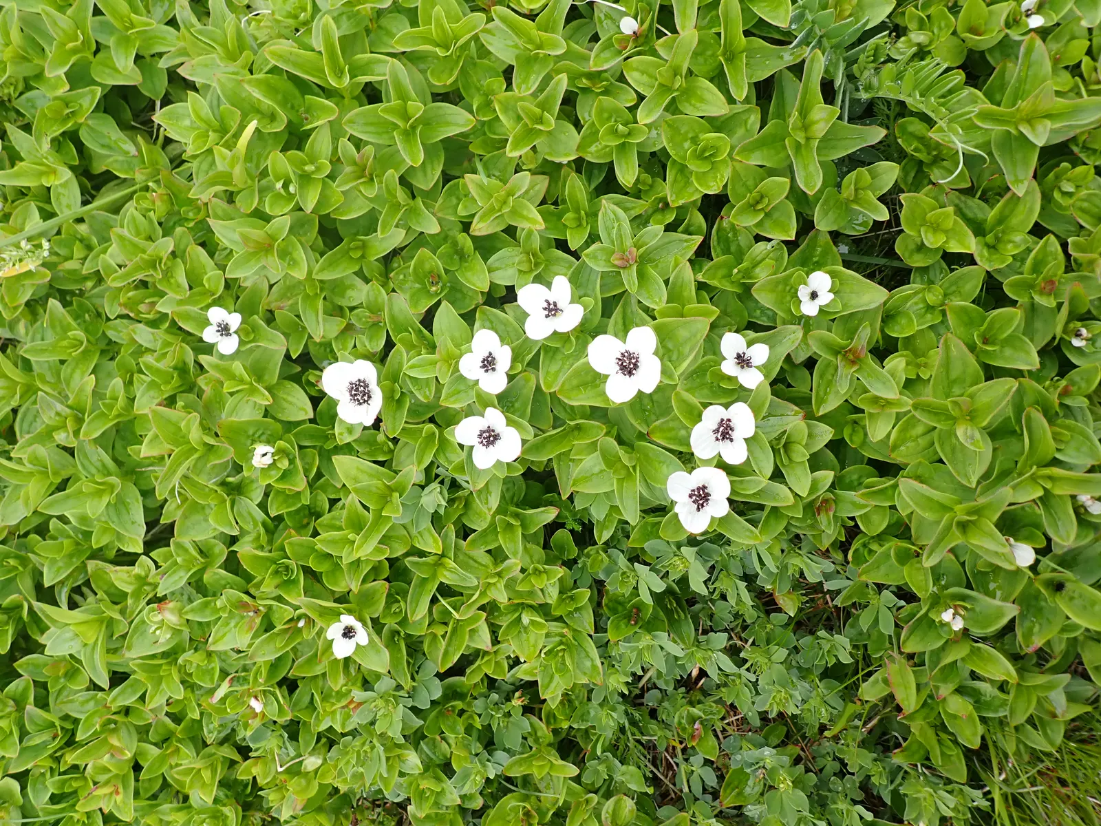 Bunchberry (Cornus Canadensis) — The Bunchberry, or Cornus canadensis, is an enchanting ground cover plant that belongs to the Cornaceae family, image 167