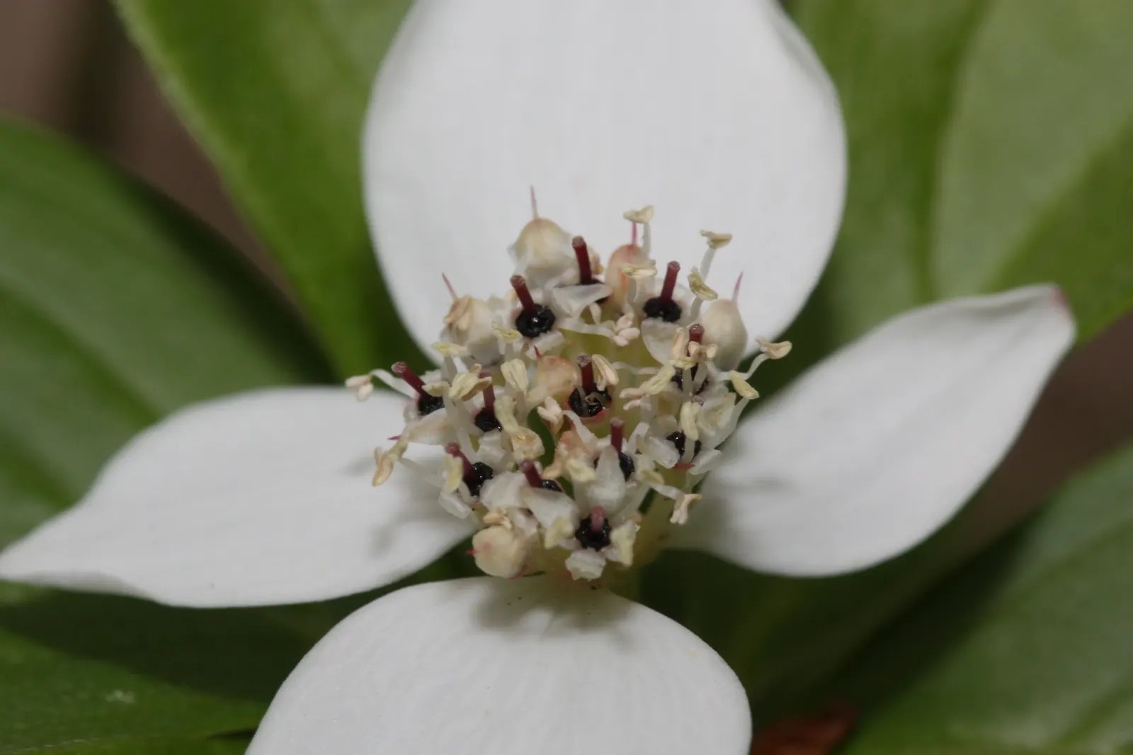 Bunchberry (Cornus Canadensis) — adding seasonal interest to shade gardens or naturalized woodland settings; spreading through rhizomes to form a, image 74