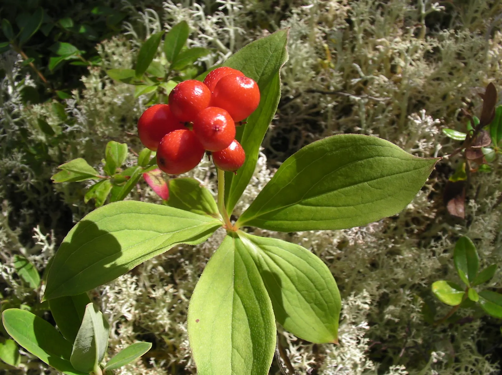 Bunchberry (Cornus Canadensis) — well-drained soil with an acidic to neutral pH; tolerant of cold climates, it grows optimally in USDA hardiness zones 2 to 6