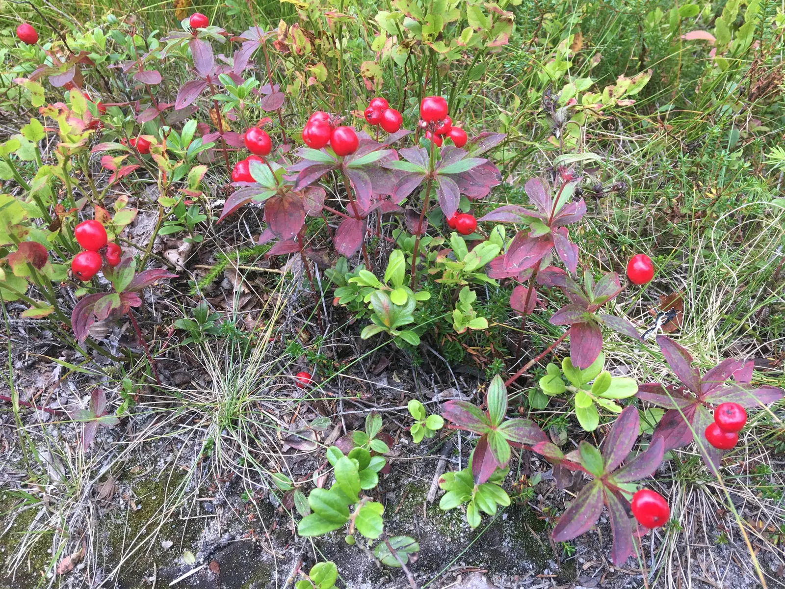 Bunchberry (Cornus Canadensis) — each approximately 1/4 to 3/8 inch in diameter; this North American native features striking white flowers in late, image 106