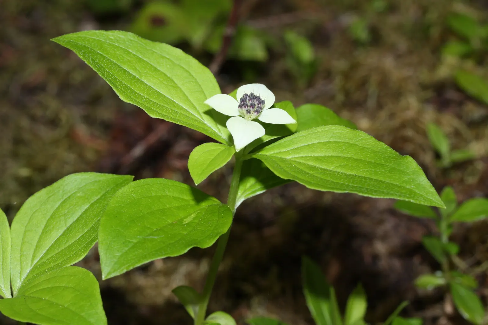 Bunchberry (Cornus Canadensis) — white flowers in the garden; the Bunchberry, or Cornus canadensis, is an enchanting ground cover plant that, image 90