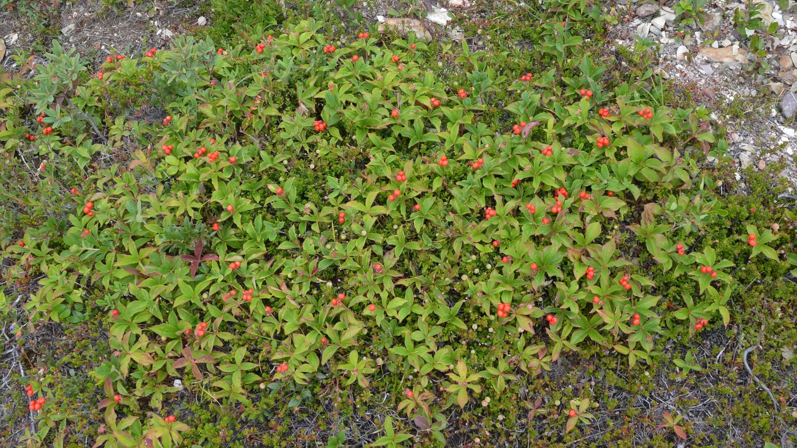 Bunchberry (Cornus Canadensis) — These blooms mature into striking clusters of bright red berries by late summer; offering a year-round visual appeal with