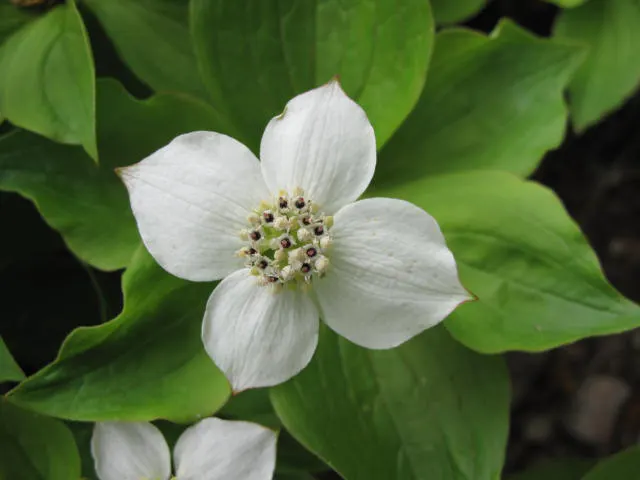 Bunchberry (Cornus Canadensis) — with four to six leaves creating a collar around a central stem