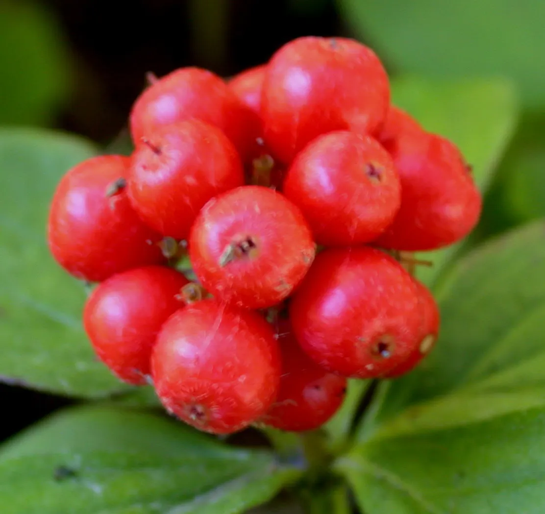 Bunchberry (Cornus Canadensis) — verdant foliage.<br><br>The plant's leaves are arranged in a whorled pattern; white flowers in the garden