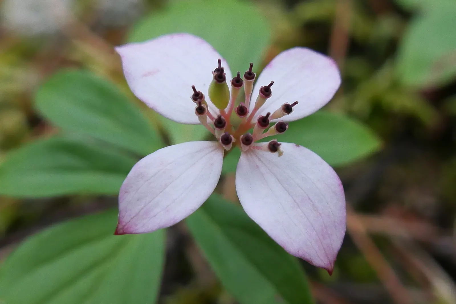 Bunchberry (Cornus Canadensis) — This diminutive dynamo typically reaches a modest height of 4 to 8 inches; a native to northern temperate and boreal forests