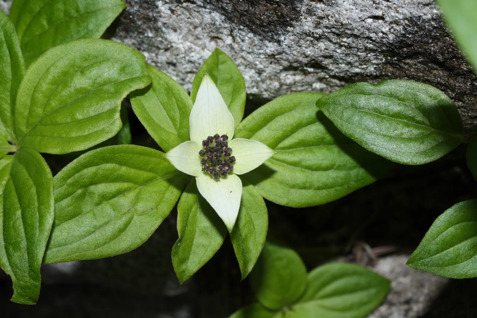 Bunchberry (Cornus Canadensis) — spreading through rhizomes to form a carpet of lush; each approximately 1/4 to 3/8 inch in diameter, image 55