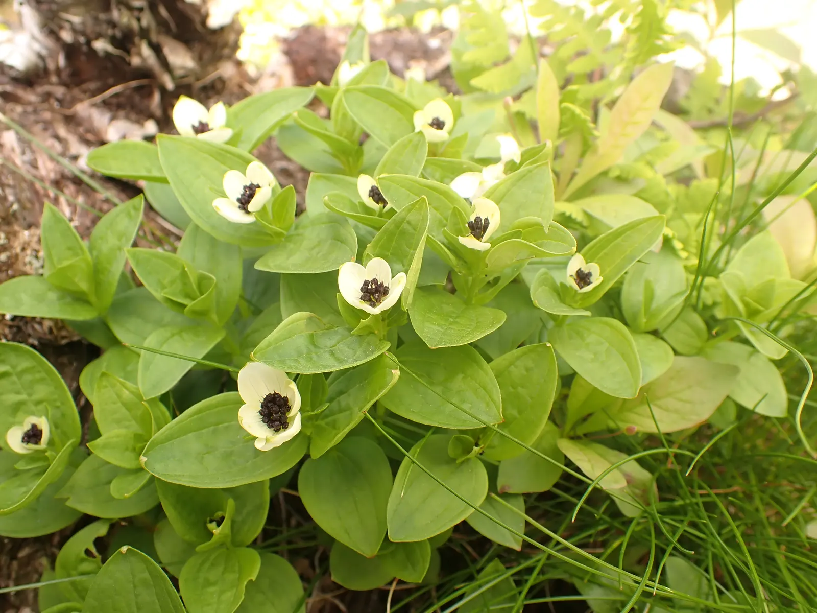 Bunchberry (Cornus Canadensis) — showy white bracts - often mistaken for petals - that are 1 to 2 inches across, image 150