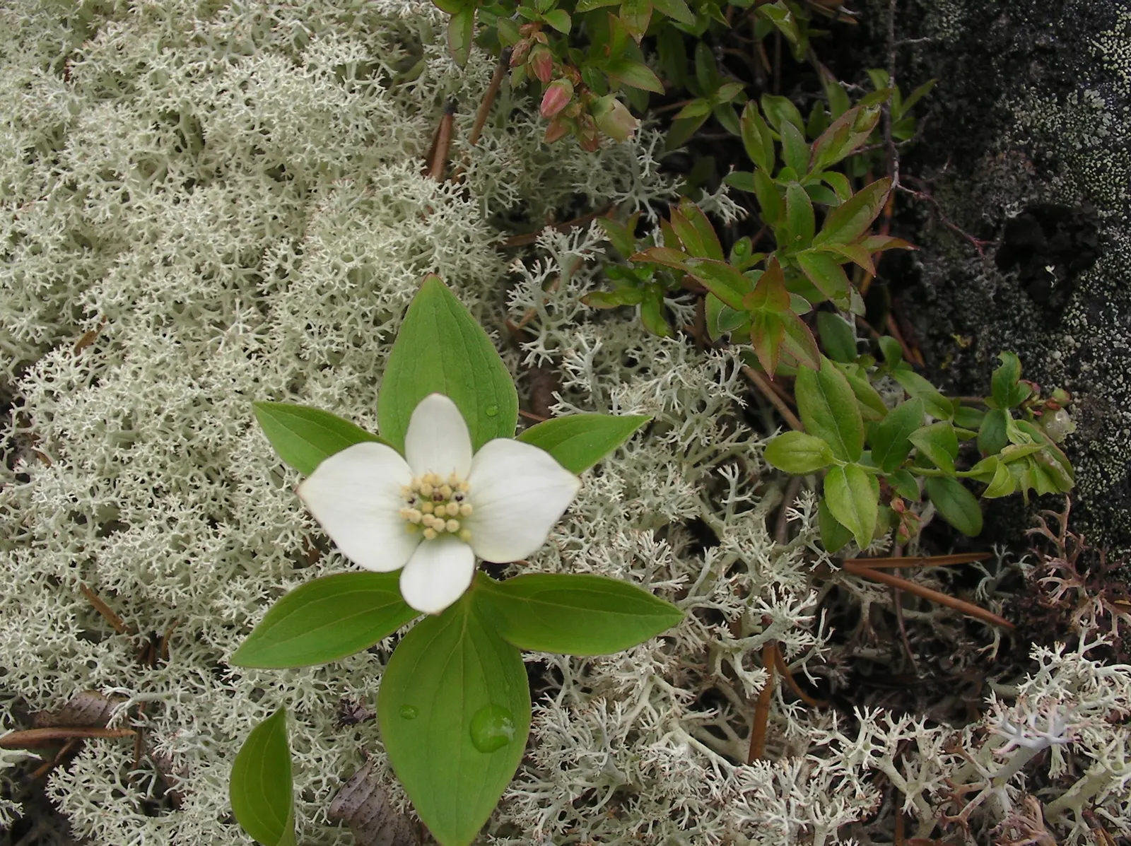 Bunchberry (Cornus Canadensis) — ground cover / shrub for half or shade; providing an enduring and ever-changing beauty, image 138