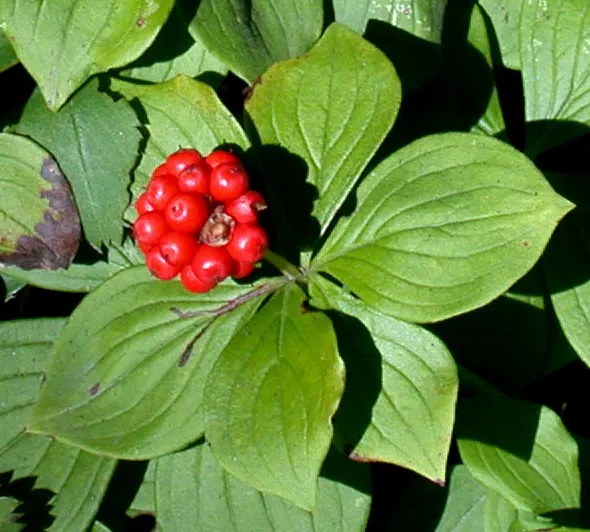 Bunchberry (Cornus Canadensis) — providing an enduring and ever-changing beauty; ground cover / shrub with white blooms, image 112