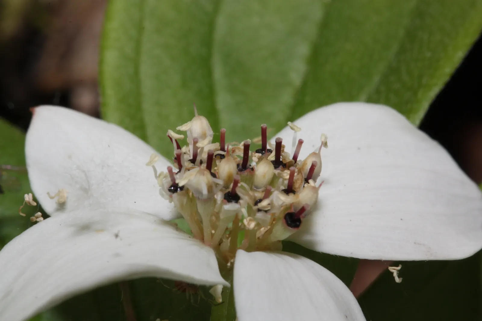 Bunchberry (Cornus Canadensis) — It thrives in cool, moist, acidic soil, and prefers partial to full shade