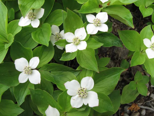 Bunchberry (Cornus Canadensis) — A native to northern temperate and boreal forests, it thrives under the dappled shade of woodland settings