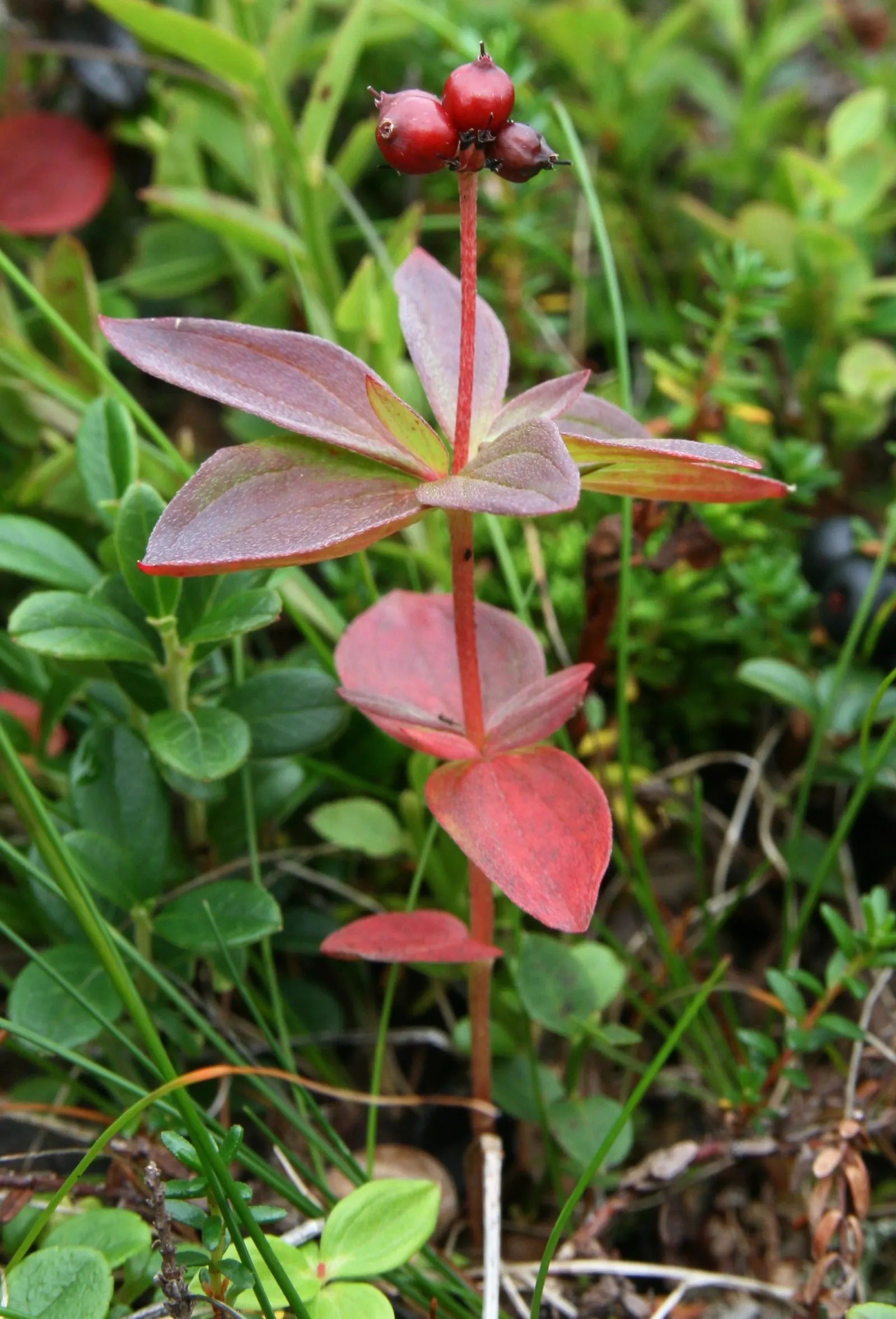 Bunchberry (Cornus Canadensis) — This plant's creeping habit and variegated seasonal interest make it an ideal choice for edgings; this diminutive, image 64