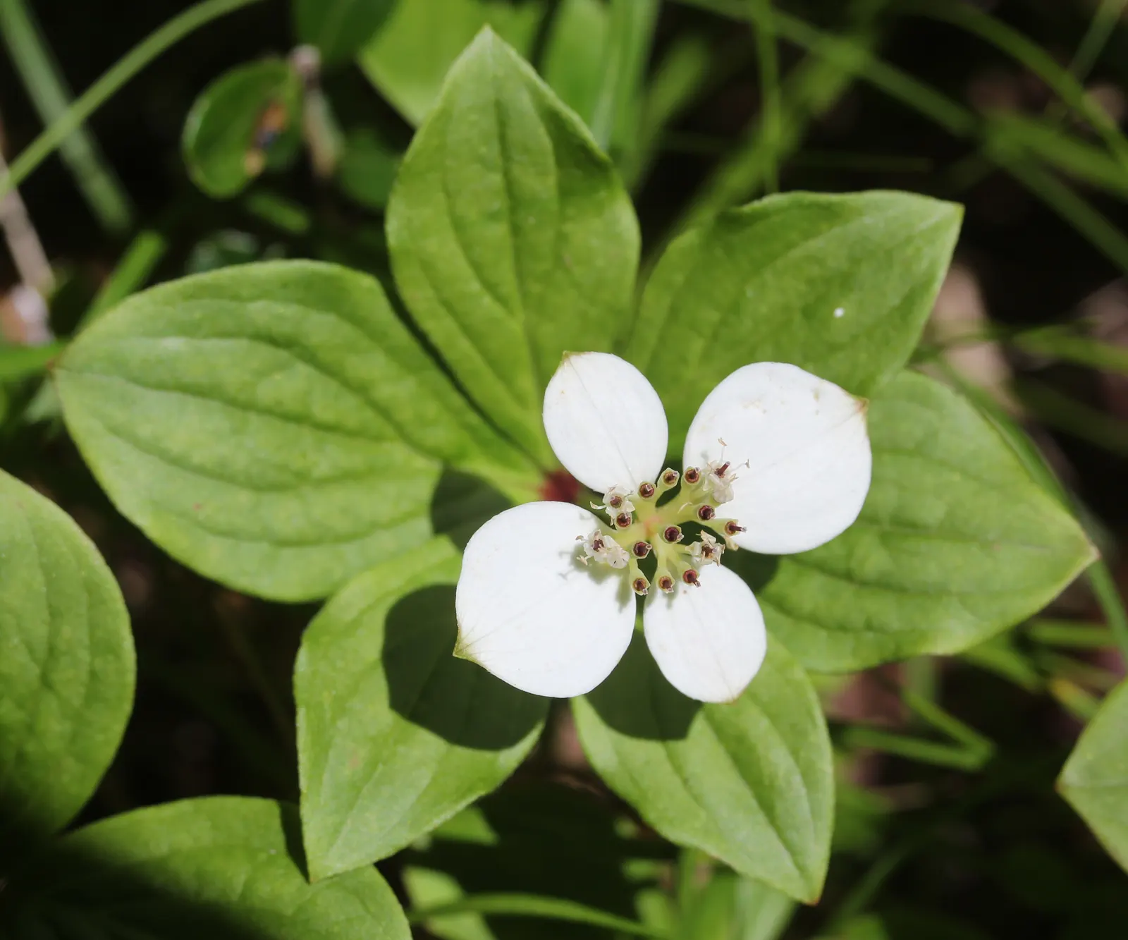 Bunchberry (Cornus Canadensis) — ground cover / shrub for half or shade