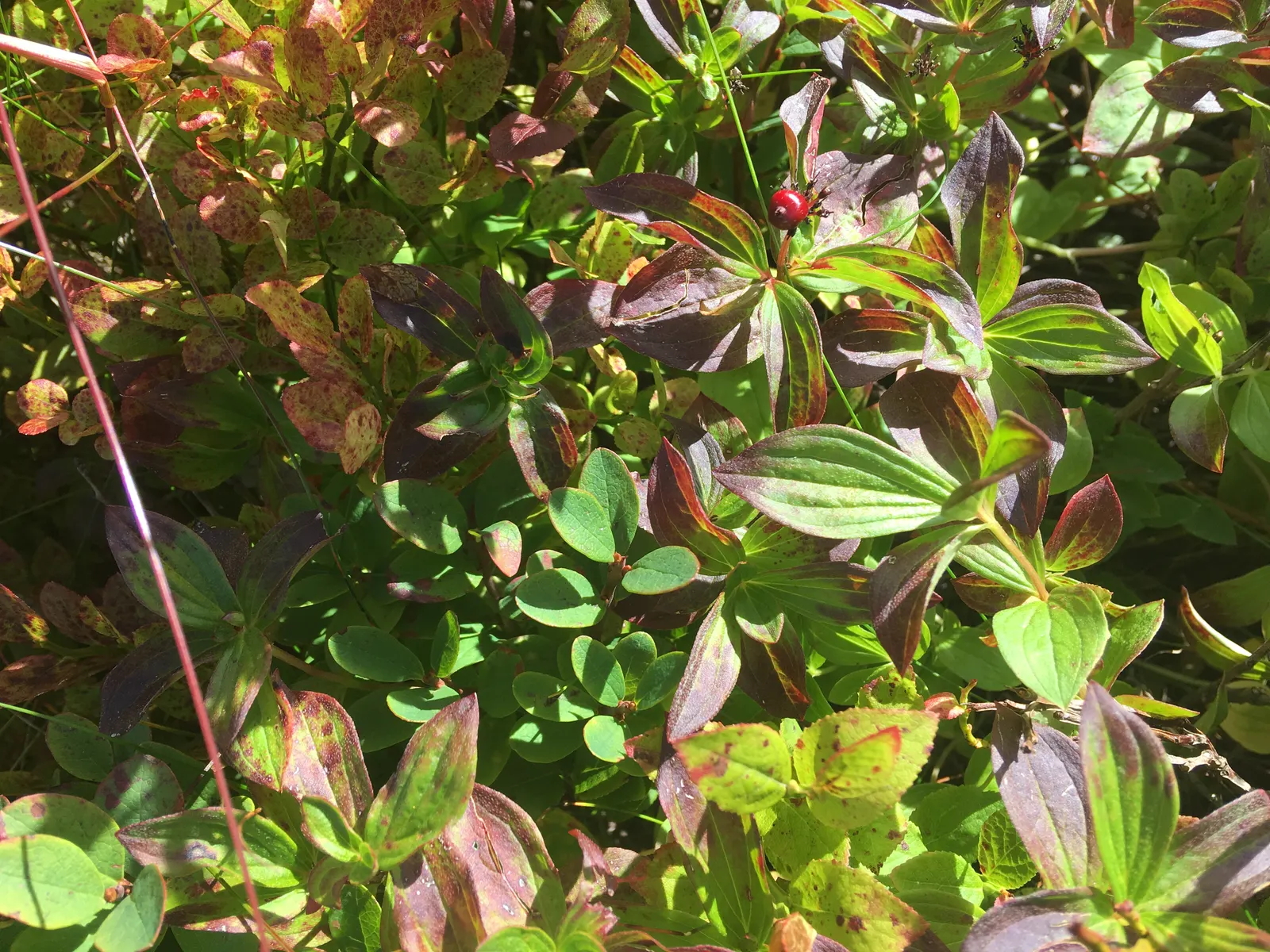 Bunchberry (Cornus Canadensis) — spreading through rhizomes to form a carpet of lush; each approximately 1/4 to 3/8 inch in diameter, image 78
